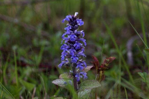 A closeup of beautiful blue Ajuga flowers in the spring 2234961 RECORD DATE NOT STATED