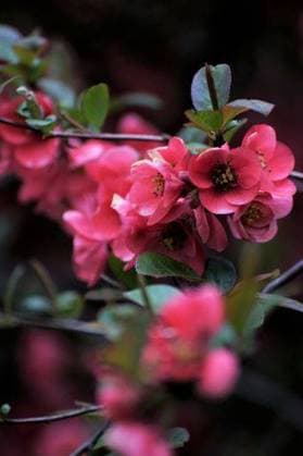 The beautiful blossoms of flowering quince (Chaenomeles japonica) 2236449