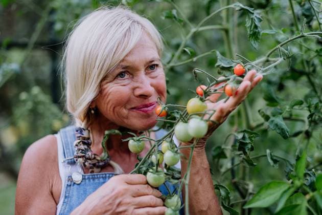 IMAGO Creative: Garten, Anbau im Gewächshaus Senior woman farmer holding smelling tomatoes in greenhouse. A senior woman farmer holding smelling tomatoes in greenhouse. model released Copyright: xx HHH SOLO TZ LUBKA GARDENING 2022 HHH 210