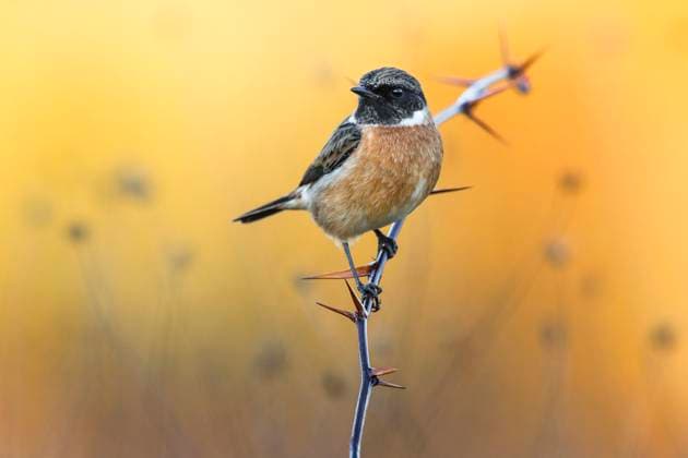 Schwarzkehlchen, Schwarz-Kehlchen, Europaeisches Schwarzkehlchen (Saxicola rubicola, Saxicola torquata rubicola), Maennchen sitzt auf einem dornigen Zweig, Italien, Toskana Common Stonechat (Saxicola rubicola, Saxicola torquata rubicola), male perching on a prickly twig, Italy, Tuscany, Piana fiorentina; Stagno di Peretola, Firenze BLWS701269 *** Stonechat, Black Throat, european Stonechat Saxicola rubicola, Saxicola torquata rubicola , Men sits at a thorny Zweig, Italy, Tuscany Common Stonechat Saxicola rubicola, Saxicola torquata rubicola , Male perching ON a Prickly twig, Italy, Tuscany, Piana Fiorentina Stagno Tue Peretola, Firenze BLWS701269 Copyright: xblickwinkel AGAMI D.xOcchiatox