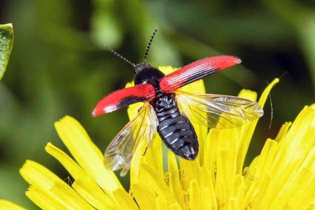 Blutroter Schnellkaefer, Ampedus sanguinolentus (Ampedus sanguinolentus), startet von einem Korbbluetler, Deutschland Black-centered click beetle (Ampedus sanguinolentus), starts from a composite plant, Germany BLWS701605 *** Blood Red Quick coupler, Ampedus sanguinolentus Ampedus sanguinolentus , launches from a Korbbluetler, Germany Black centered Click Beetle Ampedus sanguinolentus , Launches from a Composite plans, Germany BLWS701605 Copyright: xblickwinkel W.xWillnerx