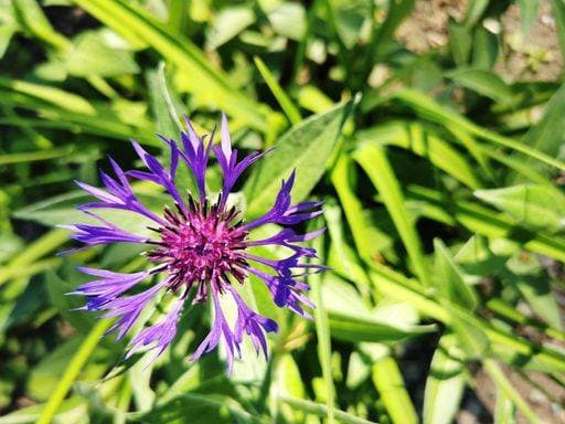 A closeup shot of a purple Mountain bluet flower with green leaves 2273259