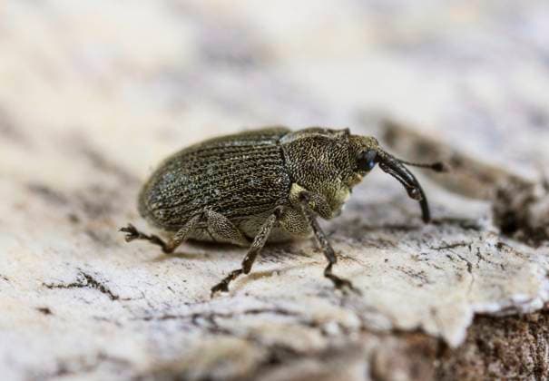 Creative Highlights World Rapsschotenruessler, Rapsschoten-Ruessler (Ceutorhynchus obstrictus), Seitenansicht, Deutschland cabbage seedpod weevil (Ceutorhynchus obstrictus), side view, Germany BLWS701646 *** Rapeseed husk eater, Rapsschoten Ruessler Ceutorhynchus obstrictus , Side view, Germany Cabbage seedpod weevil Ceutorhynchus obstrictus , Side view, Germany BLWS701646 Copyright: xblickwinkel W.xWillnerx