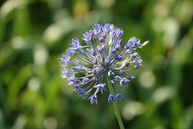 Allium caeruleum, Himmelblauer Lauch, blue globe onion Allium caeruleum, Himmelblauer Lauch, blue globe onion Copyright: xZoonar.com PeterxHimmelhuberx 20436414