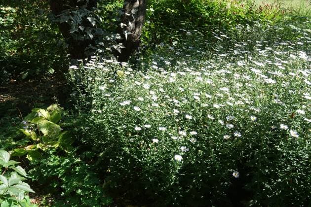 Kalimeris incisa, Schoenaster, Japanese aster Kalimeris incisa, Schoenaster, Japanese aster Copyright: xZoonar.com PeterxHimmelhuberx 20642717