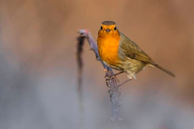 Rotkehlchen, Rot-Kehlchen (Erithacus rubecula), sitzt auf einem stacheligen Zweig, Italien, Toskana European robin, robin, robin redbreast (Erithacus rubecula), perching on a prickly twig, Italy, Tuscany BLWS701149 *** Robin, Red kehlchen erithacus rubecula , sits at a stacheligen Zweig, Italy, Tuscany European robin, robin, Robin redbreast erithacus rubecula , perching ON a Prickly twig, Italy, Tuscany BLWS701149 Copyright: xblickwinkel AGAMI D.xOcchiatox