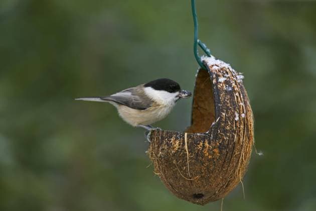 Sumpfmeise (Poecile palustris) bei der Winterfütterung am Futterhäuschen *** Marsh Tit Poecile palustris at the Winter feeding on Feeder house Copyright: imageBROKER alimdix xArterrax xSven-ErikxArndt ibltsm10085409.jpg