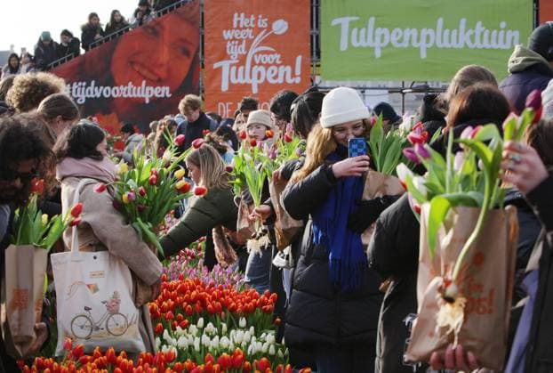 IMAGO Creative, Lifestyle, Frühling in der Stadt Thousands of people picked free tulips during the National Tulip Day at the Museum Square near Rijskmuseum on January 20, 2024 in Amsterdam, Netherlands. Today marks the official start of tulip season with a special tulip picking garden where people can pick tulips for free,. This year have an extra celebration, the 12th anniversary of the picking garden, organised by Dutch tulip growers, Amsterdam s Museum Square is filled with approximately 200,000 tulips. These tulips are specially arranged to make a giant temporary garden. Some more 1.7 billion Dutch tulips are expected to bring spring into homes around the world. Amsterdam Netherlands Copyright: xPauloxAmorimx xVWPicsx amp20240120_002