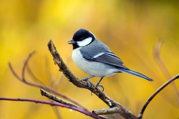  Kohlmeise (Parus major), sitzt auf Ast, Baden-Württemberg, Deutschland, Europa *** Kohlmeise Parus Major , sits at Branch, Bathing Württemberg, Germany, Europe Copyright: imageBROKER/HarryxLaub ibxhal10076737.jpg