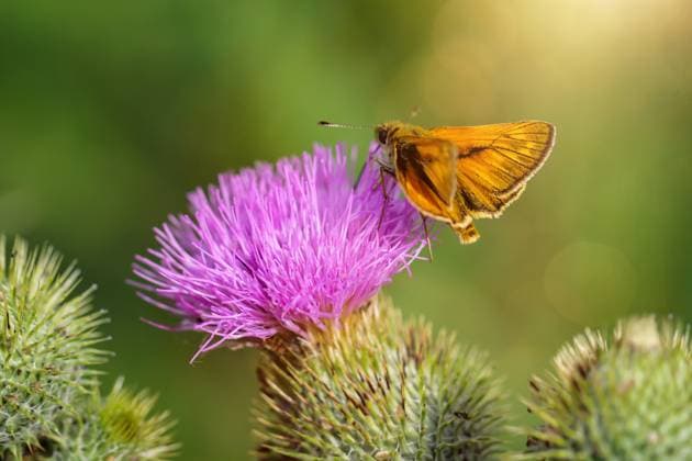 Ein Dickkopffalter auf einer Mariendistel. Ein Dickkopffalter auf einer Mariendistel. Copyright: xZoonar.com BerndxBölsdorfx 20786594
