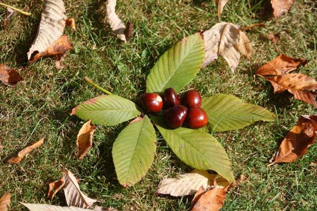 Aesculus pavia, Rote Rosskastanie, red buckeye Aesculus pavia, Rote Rosskastanie, red buckeye Copyright: xZoonar.com PeterxHimmelhuberx 20807044