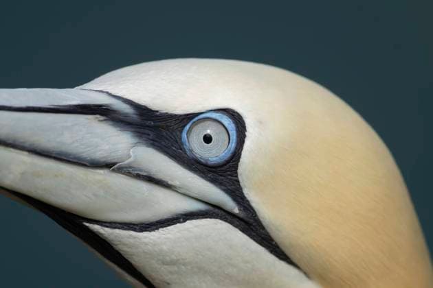  Basstölpel (Morus bassanus), erwachsener Vogel, Kopfporträt, Nahaufnahme des Auges, Yorkshire, England, Großbritannien, Europa *** Gannets Morus bassanus , Adult Bird, Head portrait, Close-up of Eye, Yorkshire, England, Great Britain, Europe Copyright: imageBROKER/KevinxSawford ibxksa10082386.jpg