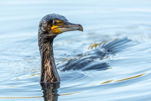 Creative Highlights World Great cormorant (Phalacrocorax carbo) fishing in the water. Great cormorant (Phalacrocorax carbo) fishing in the water. Bas-Rhin, Collectivite europeenne d Alsace,Grand Est, France. Copyright: xZoonar.com christianxdecoutx 20829928