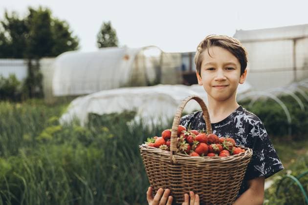 IMAGO Creative, Sommer, Sommertage im Garten Boy keeps a wicker basket with strawberries in the garden Moscow, Moscow, Russia CR_ITUP240121-1328325-01 ,model released, Symbolfoto