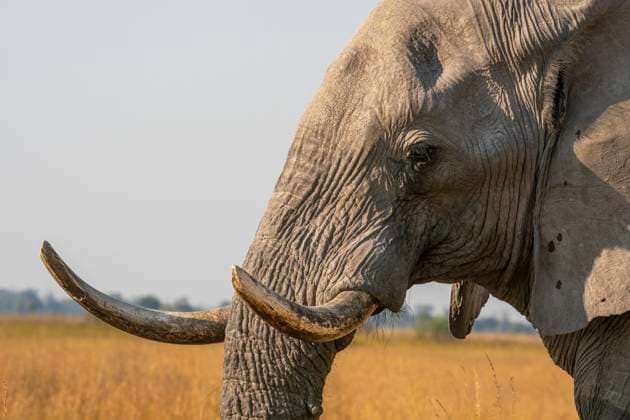 Portrait of an African elephant (Loxodonta africana), Okavango Delta, Botswana, Africa Copyright: SergioxPitamitz 741-6506