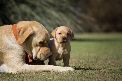 A closeup shot of Labrador Retriever baby and mother on a green grass 2409197 RECORD DATE NOT STATED
