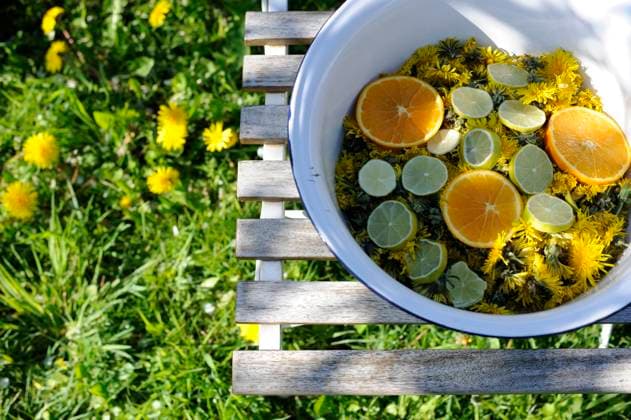 Dandelion heads and citrus fruit slices in enamel bowl, Hamburg Hamburg Deutschland Altes Land GISF01011