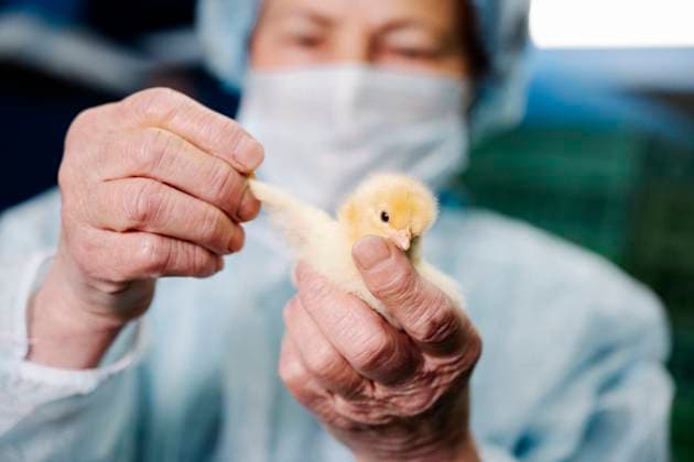 Creative Highlights Symbolbilder Veterinarian wearing mask and examining chicken model released, Symbolfoto property released, EYAF02882