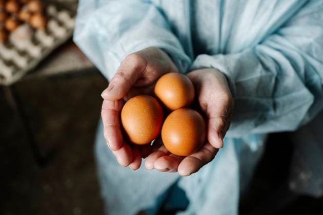 Creative Highlights Symbolbilder Veterinarian holding eggs in hands model released, Symbolfoto property released, EYAF02894