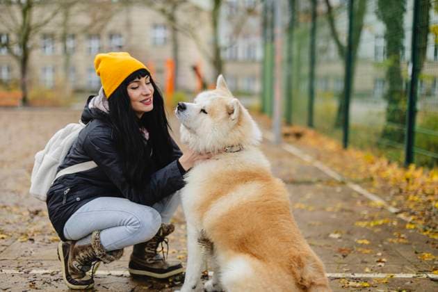 Happy beautiful woman petting Akita dog at autumn park model released, Symbolfoto property released, JCCMF11072