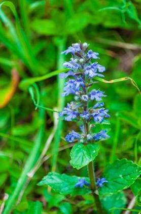A closeup of beautiful blue Ajuga reptans flower 2439455 RECORD DATE NOT STATED