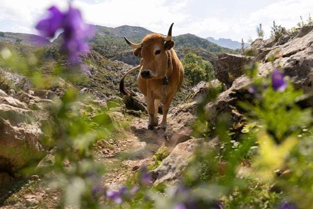 Cow near rocks at Picos De Europa in Covadonga, Asturias, Spain, MMPF01128