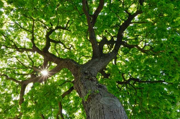 Sun shining through green canopy of horse chestnut tree (Aesculus hippocastanum), RUEF04248