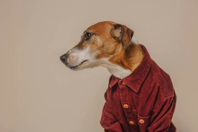 Jack Russell Terrier dog in burgundy shirt against beige background property released, VSNF01552