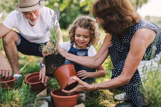 IMAGO Creative: Sommer, Sommertage im Garten Senior grandparents and granddaughter gardening in the backyard garden. Senior grandparents and granddaughter gardening in the backyard garden. Man, woman and a small girl working. model released Copyright: xx Seniors_child_gardening_II_2019_015