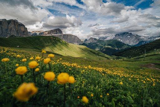 Summer view of Sella group from Sella pass, Dolomites, Italy. Golden flowers on a green alpine meadow, high rocky Sella towers in the background. 2582228 RECORD DATE NOT STATED