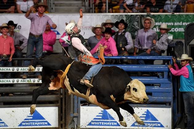 TAMWORTH COUNTRY MUSIC FESTIVAL 2024, A rider competes in the bull ride at the National Finals Rodeo during the 52nd Tamworth Country Music Festival in Tamworth, New South Wales, Friday, January 26, 2024. The biggest music festival in the country returns, with the 52nd Golden Guitar awards to be announced. ( NO ARCHIVING, EDITORIAL USE ONLY, NO USE IN BOOKS WITHOUT CONSENT TAMWORTH NEW SOUTH WALES AUSTRALIA  Copyright: xBIANCAxDExMARCHIx 20240126001893875477