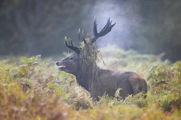 Rothirsch (Cervus elaphus) mit Geweih, das mit Farnen und Vegetation bedeckt ist, in einem nebligen Wald während der Brunft im Herbst, Herbst *** Red Deer Cervus elaphus with Antlers, the with Ferns and Vegetation covered is, in a foggy Forest during the Brunft at Fall, Autumn Copyright: imageBROKER alimdix xArterrax xSven-ErikxArndt ibltsm10118486.jpg