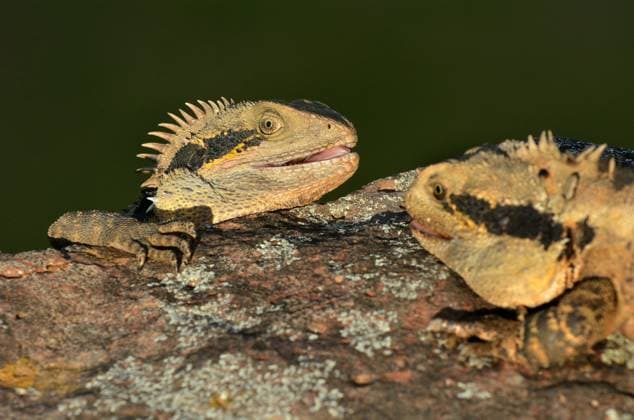 Creative Highlights World Australian Eastern Water Dragon Australian Eastern Water Dragons during fight on territory in the wild of Queensland, Australia. Gold Coast Queensland Australia EDITORIAL USE ONLY Copyright: xx RafaelxBen-Ari xChameleonsxEyex cewitness031748
