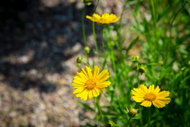 Flowers called doronicum bloom in a flowerbed in bright yellow In summer the Park is full of doronicum flowers .Texture or background Copyright: xZoonar.com IharxIvanouskix 21043717