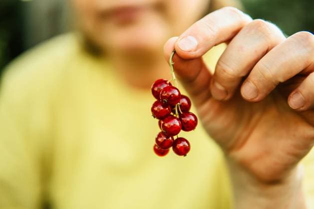 Creative Highlights Symbolbilder Gardener harvesting ripe red currants in a garden. Texas City, Texas, United States CR_INCH240125AA-1341075-01 ,model released, Symbolfoto