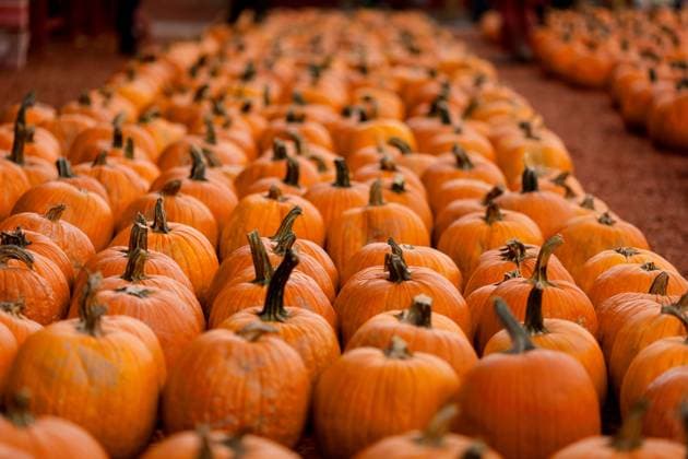 A group of pumpkins in a row at a farm Atlanta, Georgia, United States R_RCYA240128-1342574-01 EDITORIAL USE ONLY
