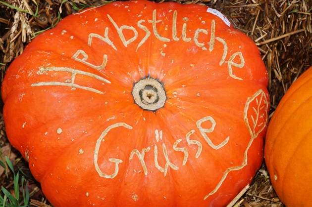 Hokkaidokuerbis, Hokkaido-Kuerbis, Hokkaido (Cucurbita maxima Hokkaido , Cucurbita maxima Hokkaido), Kuerbis mit Aufschrift Herbstliche Gruesse Red kuri squash, Hokkaido squash, Hokkaido, Red kuri squash (Cucurbita maxima Hokkaido , Cucurbita maxima Hokkaido), Pumpkin with inscription Autumn greetings BLWS702401 *** Hokkaido pumpkin, Hokkaido Pumpkin, Hokkaido Cucurbita Maxima Hokkaido , Cucurbita Maxima Hokkaido , Pumpkin with Inscription Autumnal Greetings Red Kuri squash, Hokkaido squash, Hokkaido, Red Kuri Squash Cucurbita Maxima Hokkaido , Cucurbita Maxima Hokkaido , Pumpkin With inscription Autumn Greetings BLWS702401 Copyright: xblickwinkel Steidix