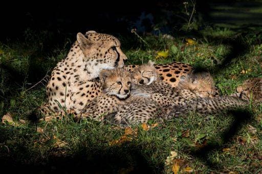 A closeup of cheetah cubs with their mother on the grass in the forest 2791668 RECORD DATE NOT STATED