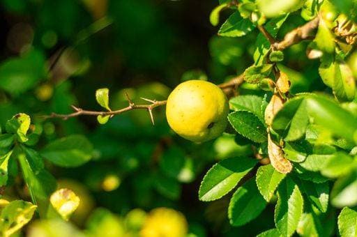 A closeup shot of ripe fruit of a quince Japanese Chaenomeles japonica, Lindl 2833607 RECORD DATE NOT STATED