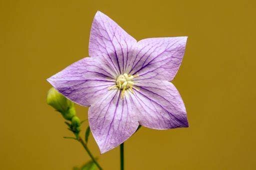 A closeup shot of a Platycodon grandiflorus flower 2881683