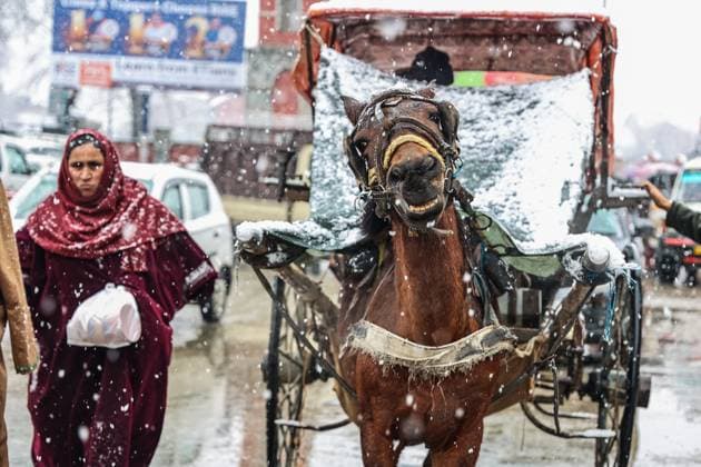 News Themen der Woche KW05 Snowfall In Kashmir People are walking while a horse-drawn cart waits for passengers amid snowfall in Sopore District, Baramulla, Jammu and Kashmir, India, on February 3, 2024. Sopore India  Copyright: xNasirxKachroox originalFilename: kachroo-notitle240203_nph9o.jpg