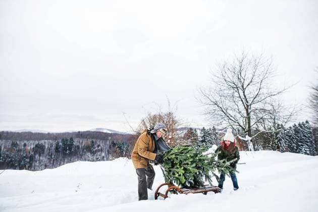 Grandfather and small girl getting a Christmas tree in forest. Grandfather and a small girl getting a Christmas tree in forest. Winter day. model released Copyright: xx Get_chris_tree_100