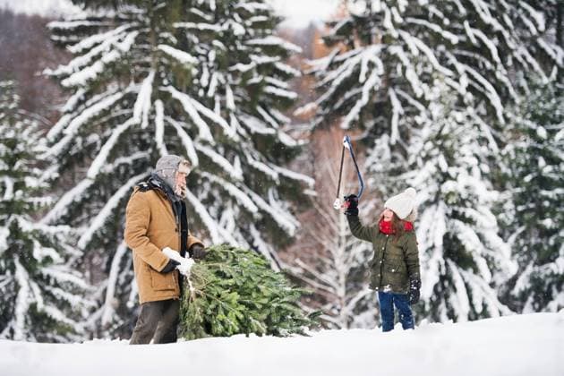 Grandfather and small girl getting a Christmas tree in forest. Grandfather and a small girl getting a Christmas tree in forest. Winter day. model released Copyright: xx Get_chris_tree_231