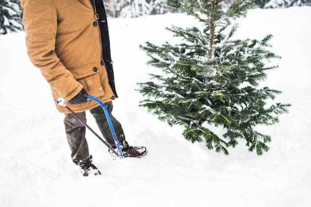 Senior man getting a Christmas tree in forest. Unrecognizable senior man getting a Christmas tree in forest. Winter day. model released Copyright: xx Get_chris_tree_240