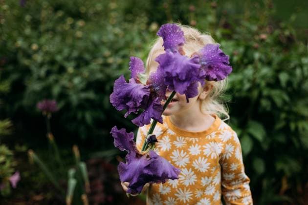 Young child hiding behind purple iris flower during spring Jackson, Missouri, United States R_WEKW240131E-1342570-01 ,model released, Symbolfoto