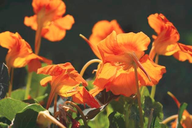 Grosse Kapuzinerkresse, Grosse Kapuziner-Kresse, Kapuzinerkresse, Kapuziner-Kresse (Tropaeolum majus), bluehend Indian cress, common nasturtium, garden nasturtium (Tropaeolum majus), blooming BLWS703052 *** Great Nasturtium, Great Capuchin Cress, Nasturtium, Capuchin Kresse Tropaeolum majus , blooming Indian cress, Common nasturtium, Garden nasturtium Tropaeolum majus , blooming BLWS703052 Copyright: xblickwinkel Steidix