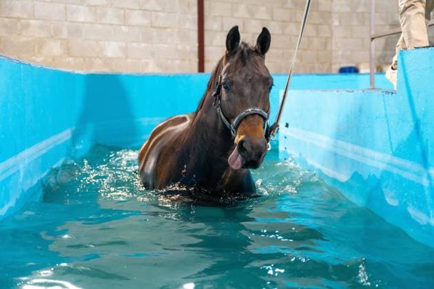  Pferd während einer Hydrotherapie auf einem Wasserlaufband in einem Schwimmbecken *** Horse during a Hydrotherapy at a Water treadmill in a Swimming pool Copyright: imageBROKER/UnaixHuizi ibxuhu10149041.jpg ,model released, Symbolfoto ,property released
