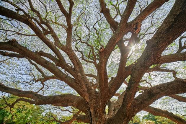 Branch of large tree against sky Kanchanaburi, Kanchanaburi, Thailand R_GXKV2402052A-1347982-01