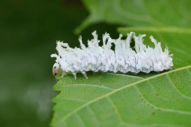 Creative Highlights World Rotfleckige Erlenblattwespe (Eriocampa ovata), Larve, Deutschland, Mecklenburg-Vorpommern alder sawfly, woolly alder sawfly (Eriocampa ovata), larva, Germany, Mecklenburg-Western Pomerania BLWS703268 *** Red-spotted Alder leaf wasp eriocampa ovata , Larva, Germany, Mecklenburg Western Pomerania Alder sawfly, Woolly Alder Sawfly eriocampa ovata , larva, Germany, Mecklenburg Western Pomerania BLWS703268 Copyright: xblickwinkel H.xDutyx