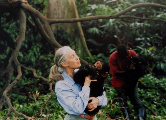 Anthropologist Jane Goodall, with a chimpanzee in her arms, c.1995 (photo) 1690390 Anthropologist Jane Goodall, with a chimpanzee in her arms, c.1995 (photo) by Unknown photographer, (20th century); (add.info.: British primatologist, ethologist, anthropologist Jane Goodall, with a chimpanzee in her arms, c. 1995.); PVDE. Copyright: xPVDEx xBridgemanxImagesx 1690390